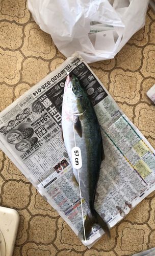イナダの釣果