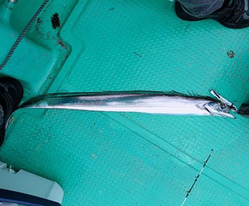 タチウオの釣果