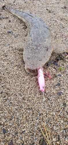 マゴチの釣果