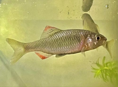 キタノアカヒレタビラの釣果