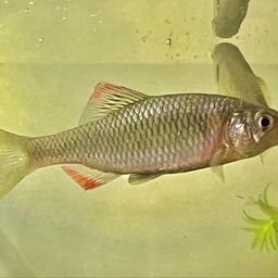 キタノアカヒレタビラ