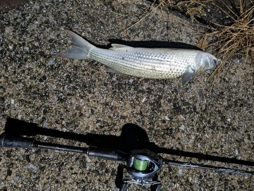 ボラの釣果