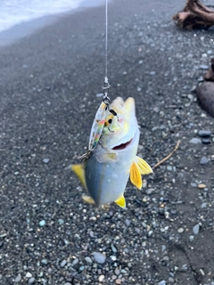 ショゴの釣果