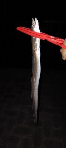 アナゴの釣果