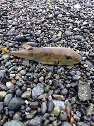 シロサバフグの釣果