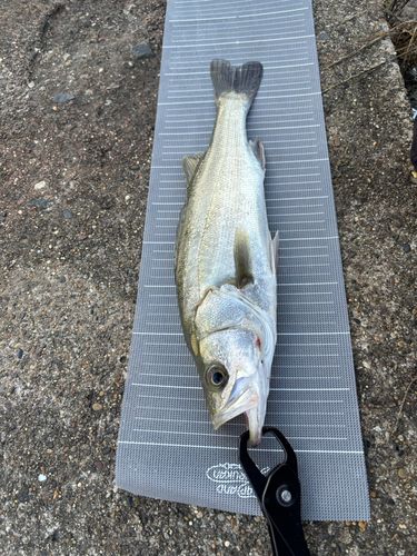 フッコ（マルスズキ）の釣果
