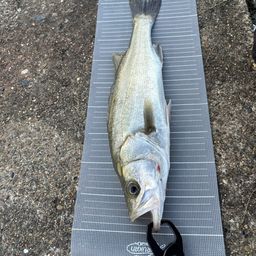 フッコ（マルスズキ）