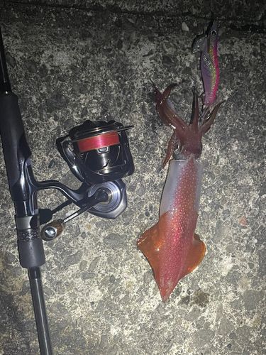 マメイカの釣果