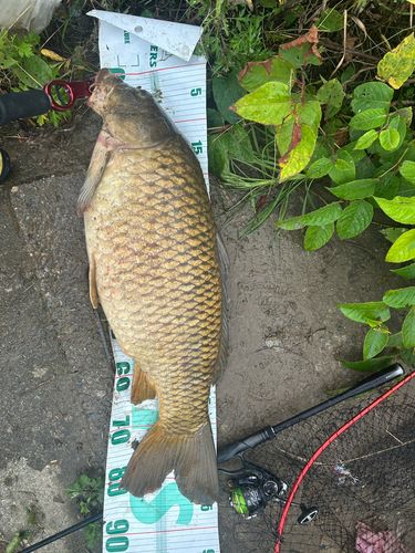 コイの釣果