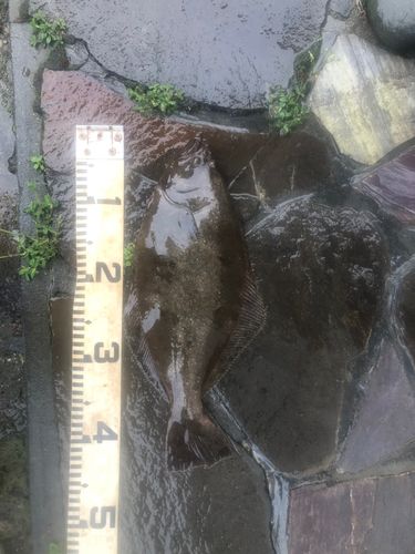 ヒラメの釣果