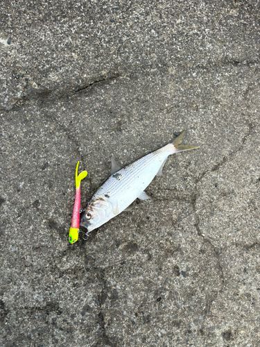コノシロ