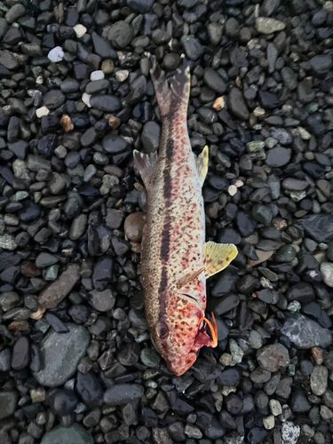 ヨメヒメジの釣果