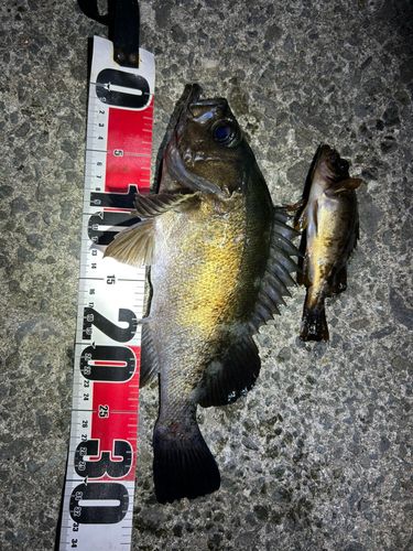 メバルの釣果