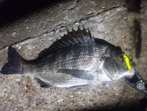 チヌの釣果