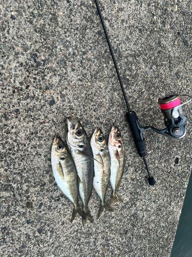 アジの釣果
