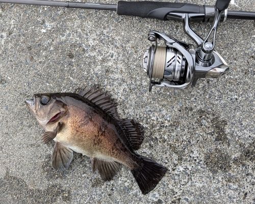 メバルの釣果