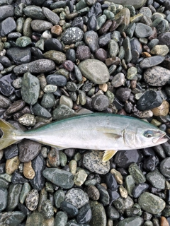 ワカシの釣果