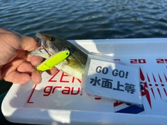 ラージマウスバスの釣果