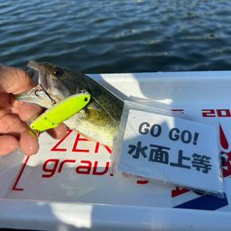 ラージマウスバス