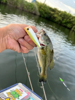 ラージマウスバスの釣果