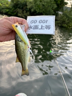 ラージマウスバスの釣果