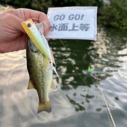 ラージマウスバス