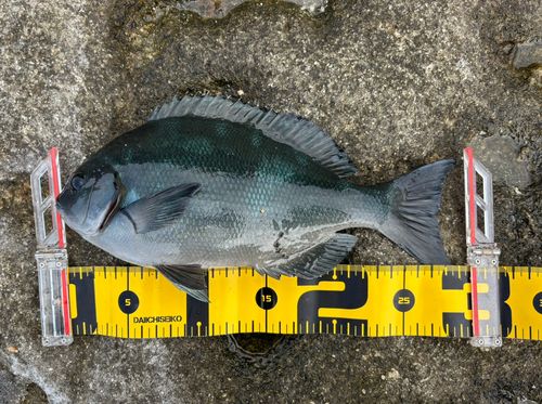 グレの釣果