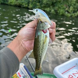 ラージマウスバス