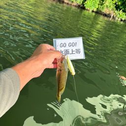 ラージマウスバス