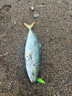 イナダの釣果