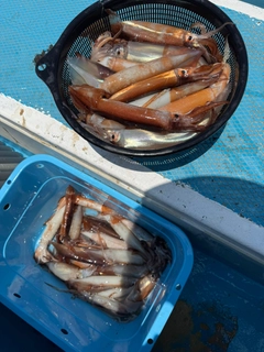 スルメイカの釣果