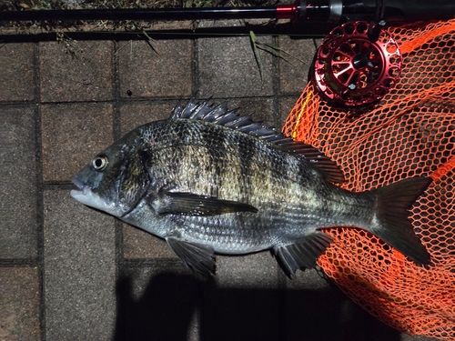 釣果