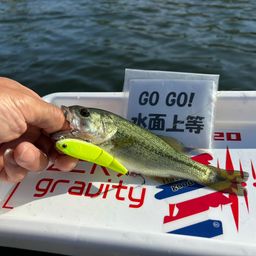 ラージマウスバス