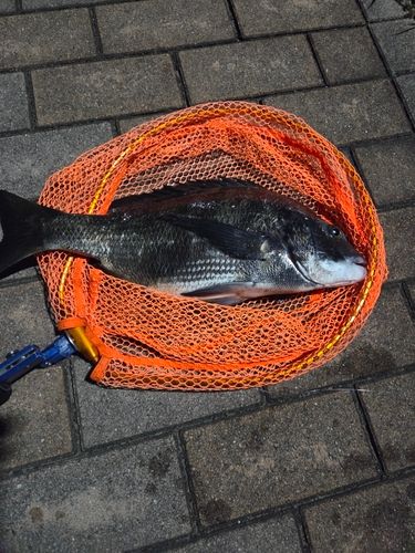 釣果