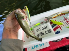 ラージマウスバスの釣果