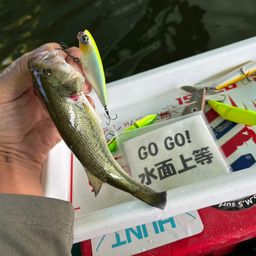 ラージマウスバス