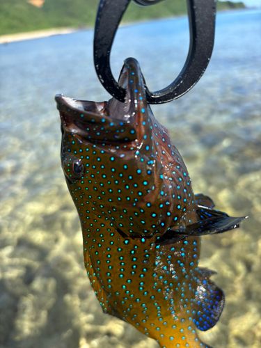 アオノメハタの釣果