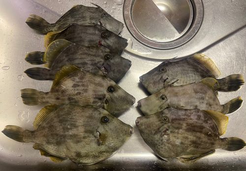 カワハギの釣果