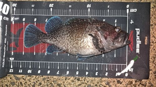 キツネメバルの釣果