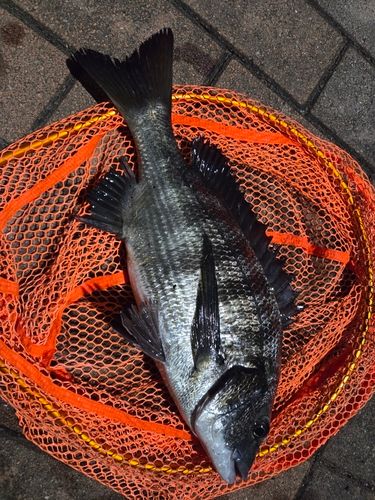 釣果