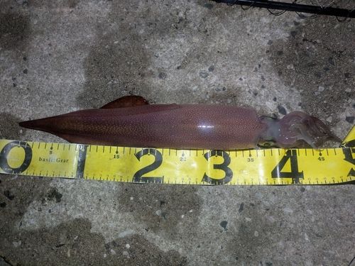 ケンサキイカの釣果