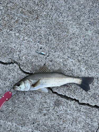セイゴ（マルスズキ）の釣果