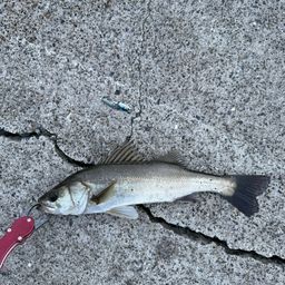 セイゴ（マルスズキ）