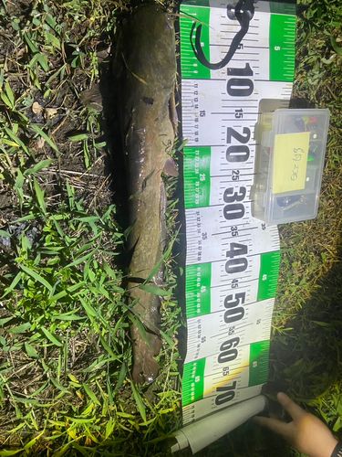 アメリカナマズの釣果