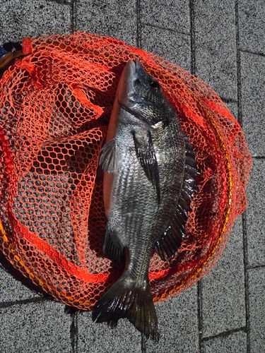 釣果
