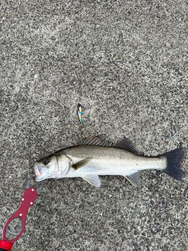 セイゴ（マルスズキ）の釣果