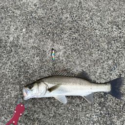 セイゴ（マルスズキ）