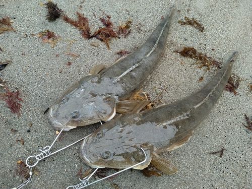 マゴチの釣果
