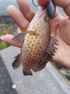 オオモンハタの釣果