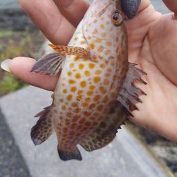 オオモンハタ